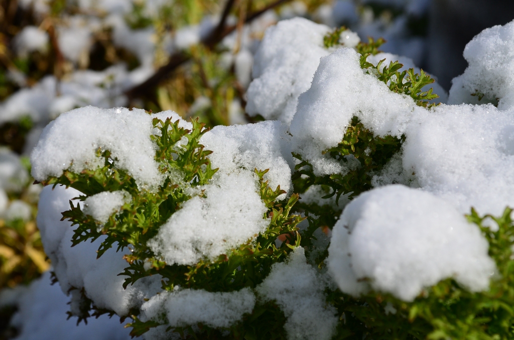 ”春の雪。。。”_d0153941_15453032.jpg