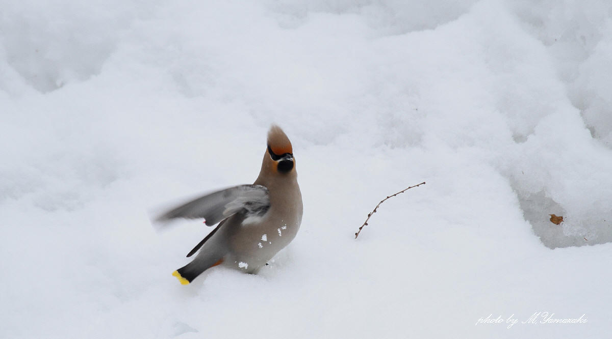 雪のキレンジャク　Ⅱ_c0217255_1831785.jpg