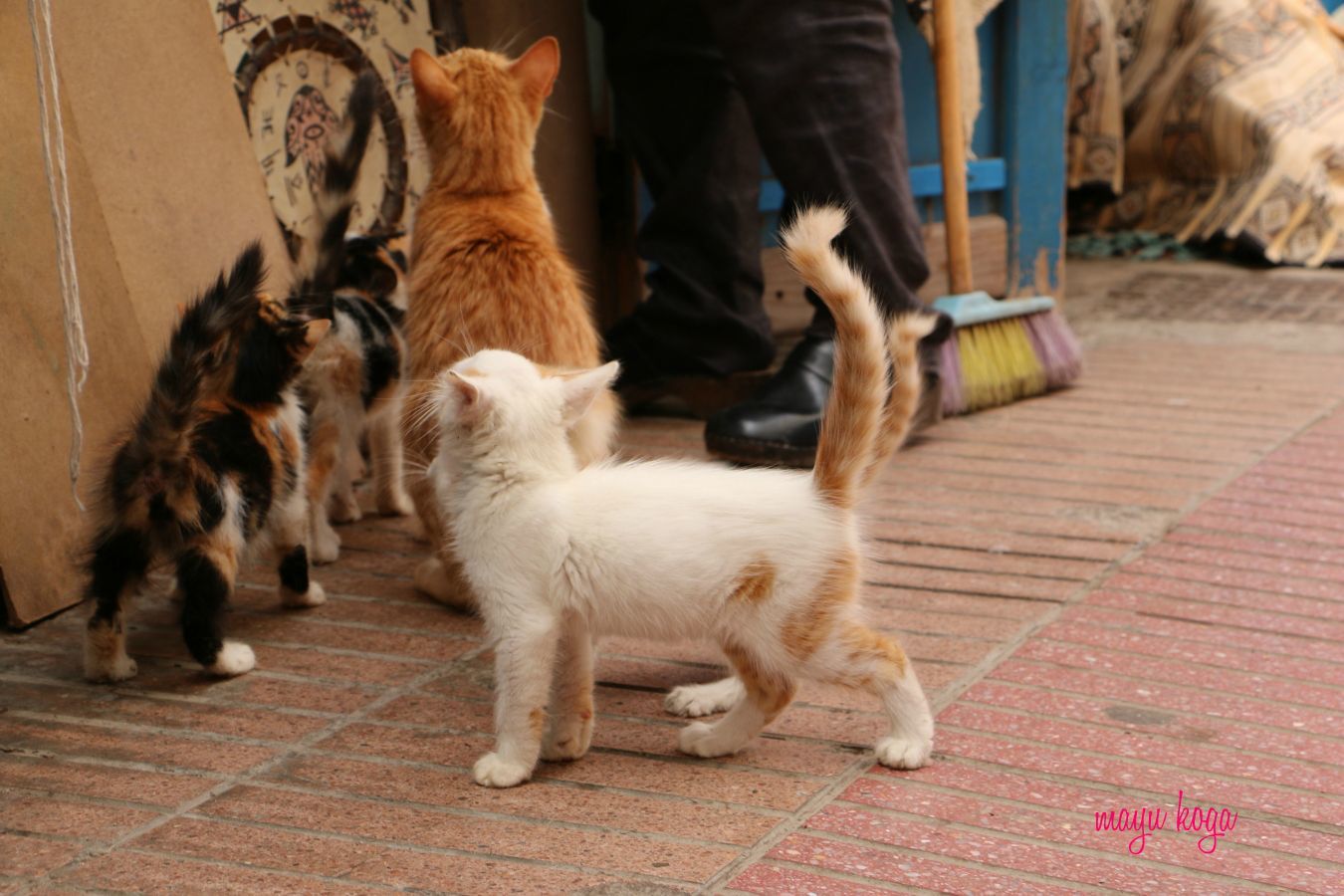 猫おじさん登場!_e0255060_01511181.jpg