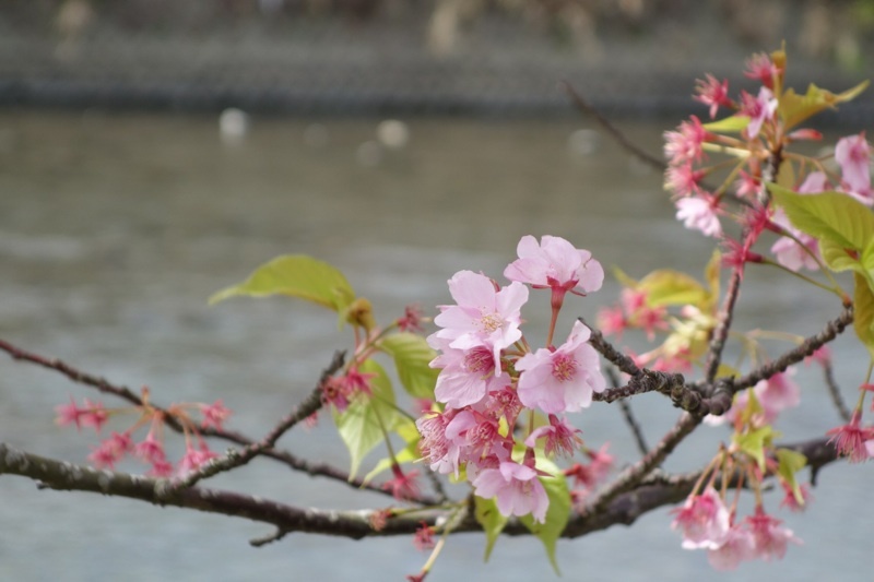 河津桜2015_c0340289_22275286.jpg