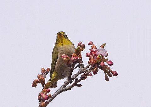 河津桜にメジロ_a0117305_2342070.jpg