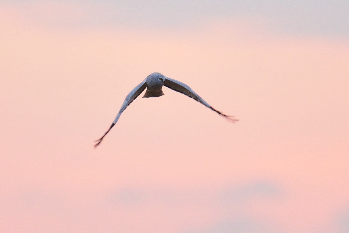 夕焼け空とハイイロチュウヒ_a0189912_1326664.jpg