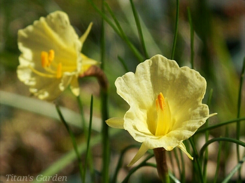 Narcissus romieuxii \'Joy Bishop\'_b0099813_0133281.jpg