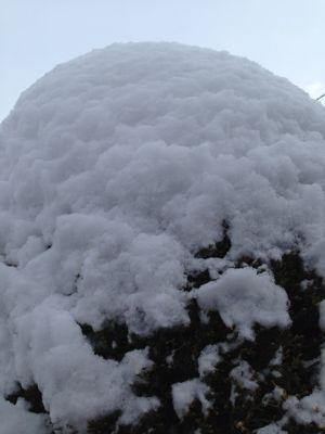 季節はずれの雪の日_d0251120_737767.jpg