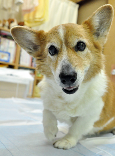 また血尿と頻尿_d0102523_2143571.jpg