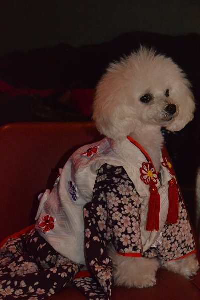 Ms DOG ☆おひな祭り　②_f0124830_1743023.jpg