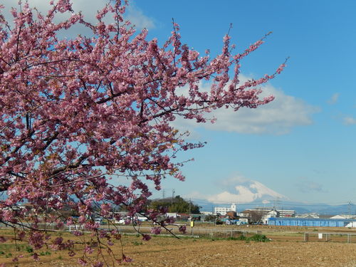 桜吹雪...富士山を怪獣が..._b0137932_1113554.jpg
