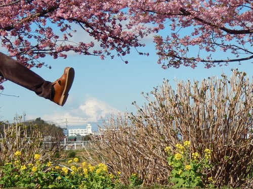 桜吹雪...富士山を怪獣が..._b0137932_11135659.jpg