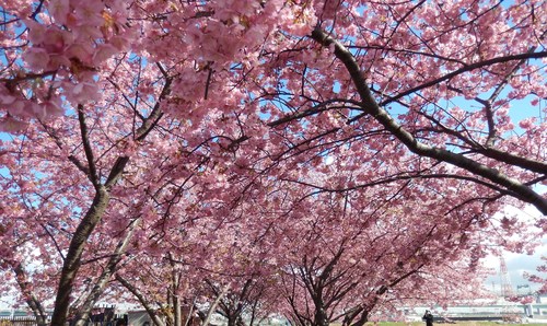 桜吹雪...富士山を怪獣が..._b0137932_11375212.jpg