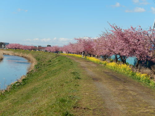 桜吹雪...富士山を怪獣が..._b0137932_1142318.jpg