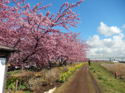 桜吹雪...富士山を怪獣が..._b0137932_115251.jpg