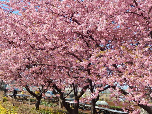 桜吹雪...富士山を怪獣が..._b0137932_1195543.jpg