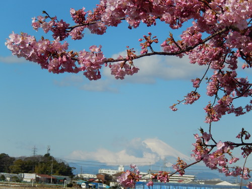 桜吹雪...富士山を怪獣が..._b0137932_12183639.jpg