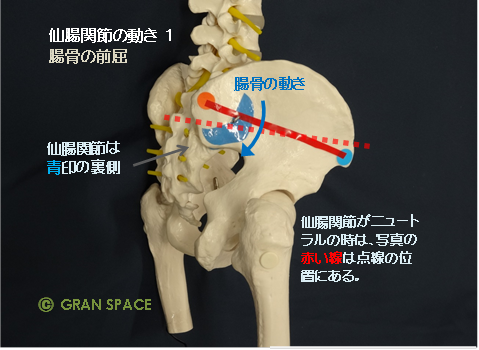 全身の関節 2 体幹部 仙腸関節その2 整体院 Gran Space からだブログ 全身の関節 2 体幹部 仙腸関節その2 整体院 Gran Space からだブログ