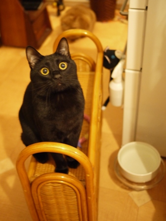 二階建てバス猫 ぎゃぉすてぃぁらみるきぃ編。_a0143140_0233252.jpg