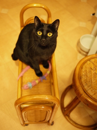 二階建てバス猫 ぎゃぉすてぃぁらみるきぃ編。_a0143140_024511.jpg