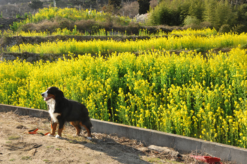 菜の花畑のララ2015・・・その①_b0075541_13231597.jpg