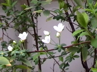 c0348441_17185456.jpg