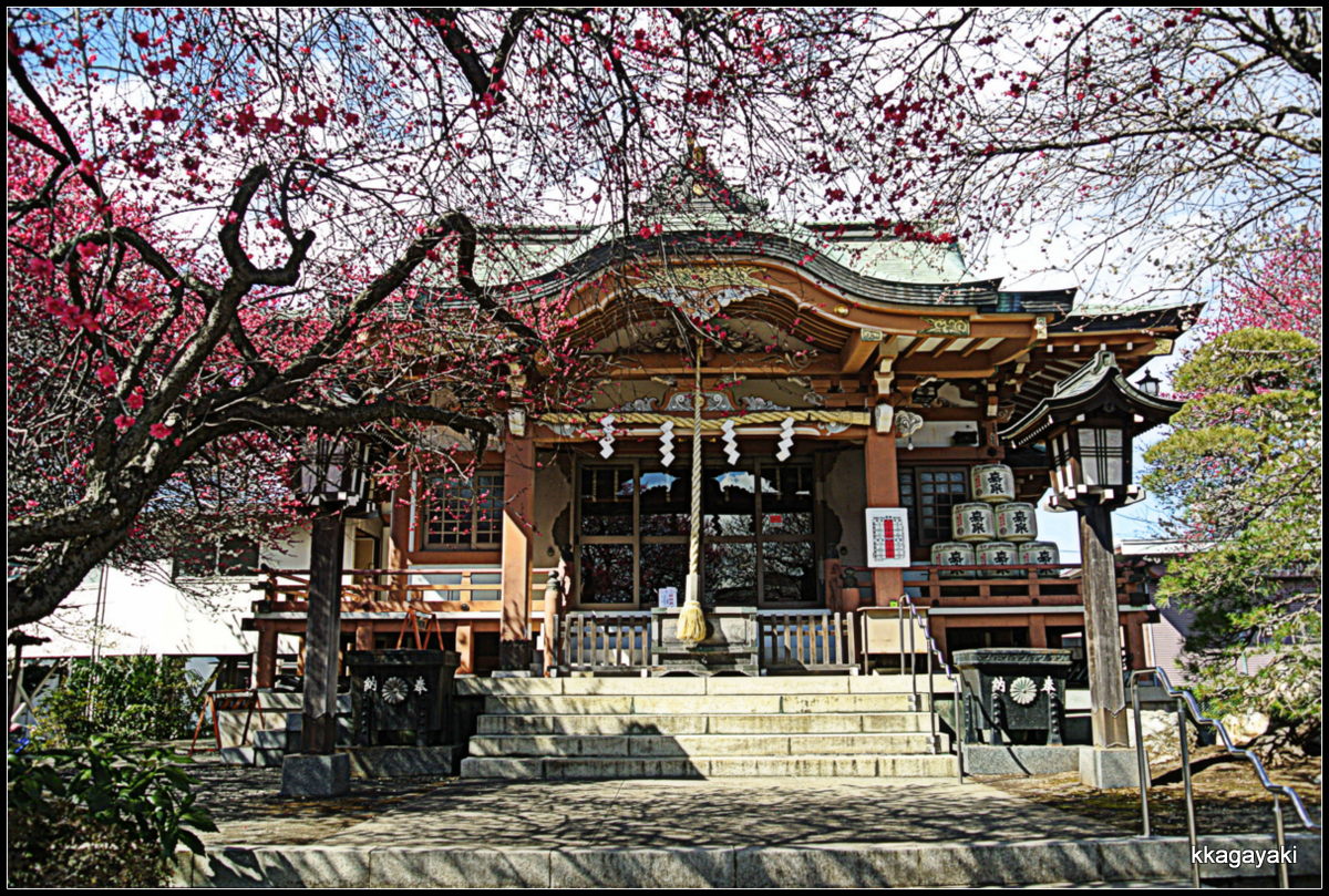 神明社の梅_e0206242_1945143.jpg