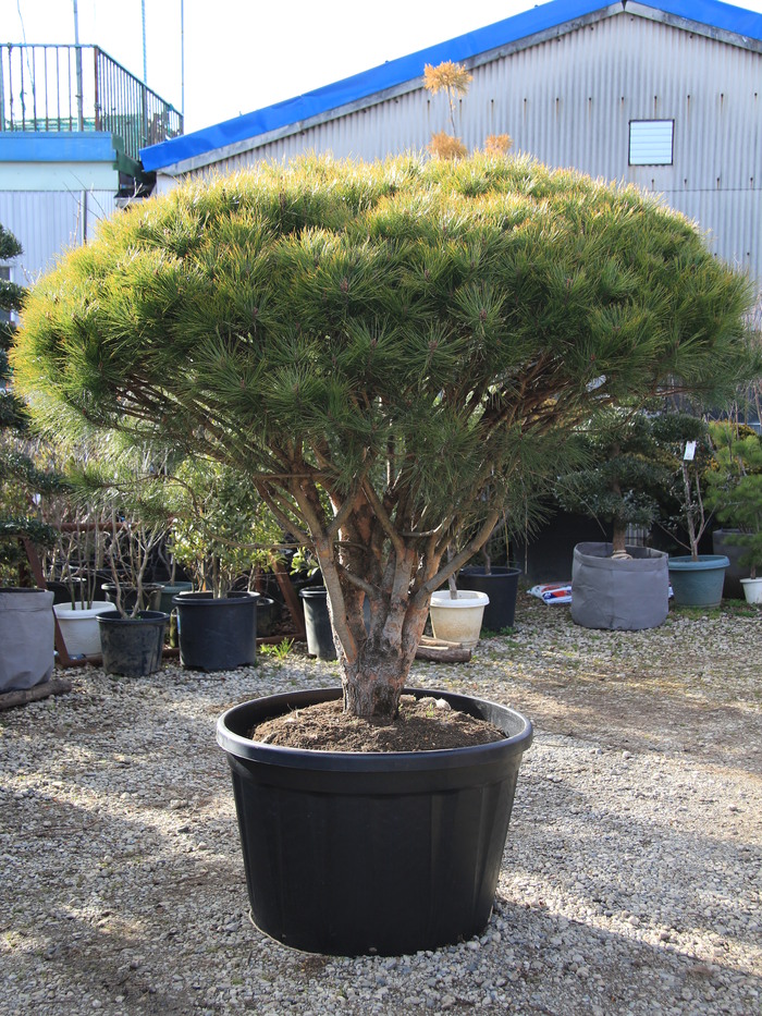 多行松 タギョウショウ 希少 販売 値段 価格 画像 写真 庭木 安行 植木