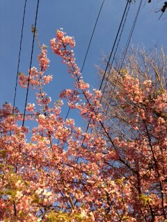 河津桜_e0145644_2319382.jpg