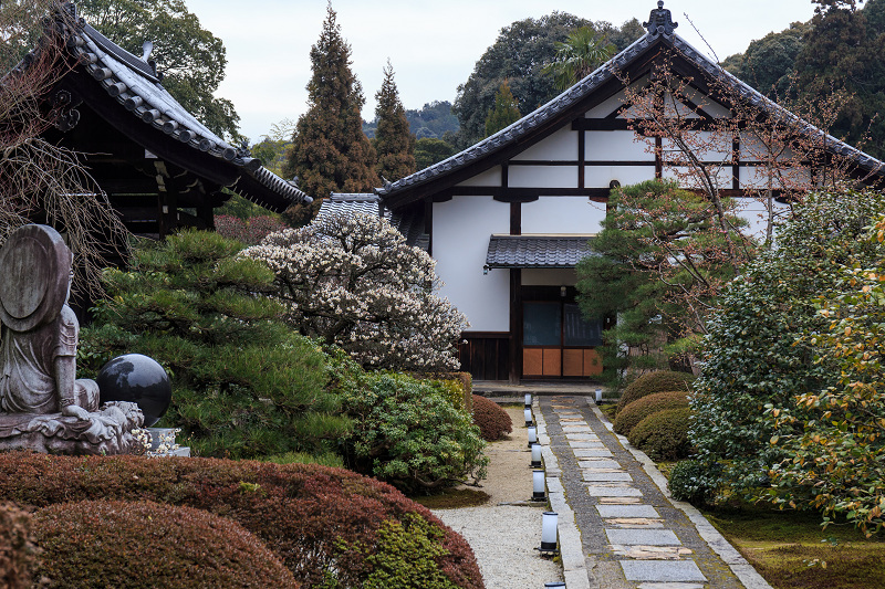 梅咲く雲龍院（泉涌寺塔頭）_f0155048_23281496.jpg