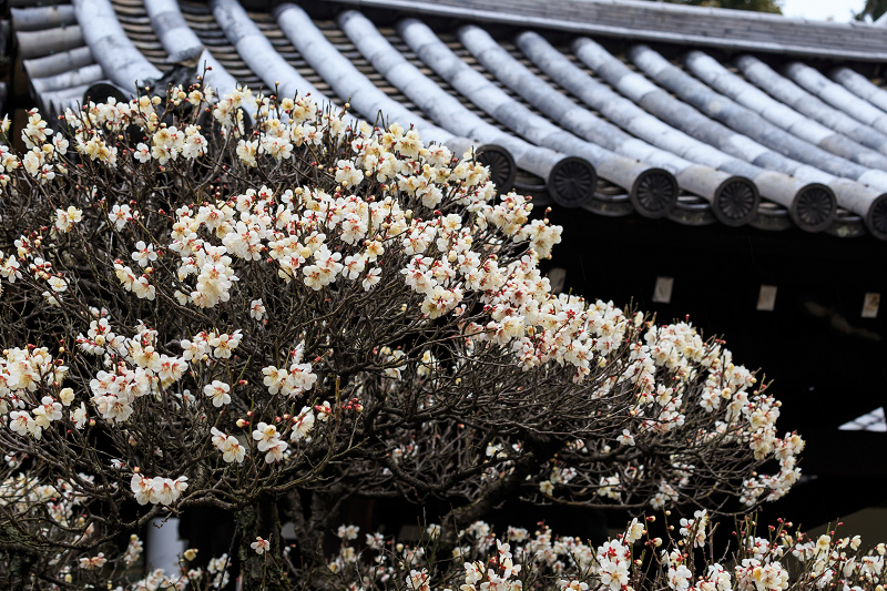 梅咲く雲龍院（泉涌寺塔頭）_f0155048_23283017.jpg