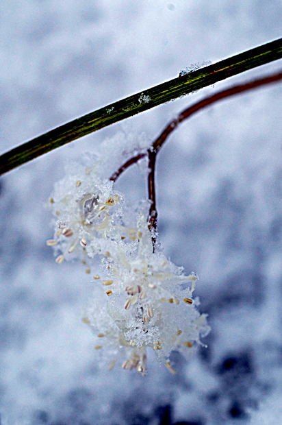 春の雪②_f0214649_5142663.jpg