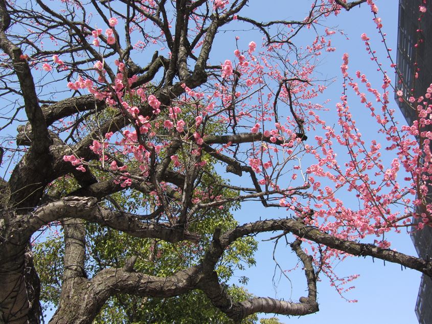 スカイツリーと河津桜_e0129656_2257599.jpg