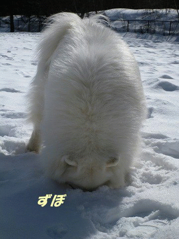 e0176159_12051970.gif