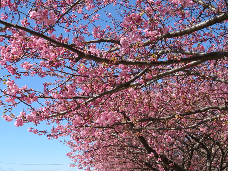 河津桜 佐倉市 西志津 7分咲き 2015年3月11日_e0117266_11373126.jpg
