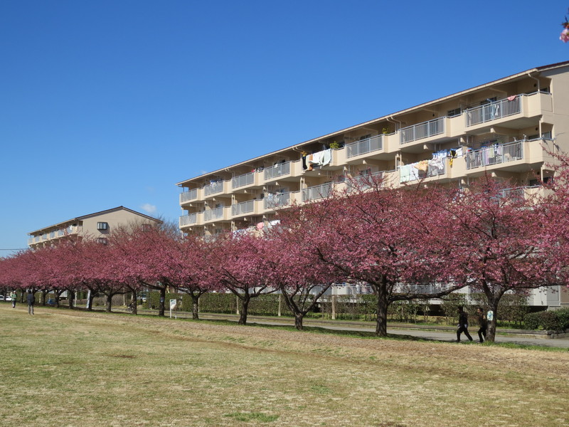 河津桜 佐倉市 西志津 7分咲き 2015年3月11日_e0117266_11461589.jpg