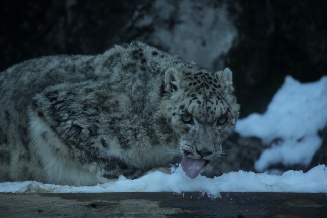 雪の動物園　シンギズ_a0188771_23112574.jpg