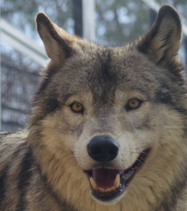 円山動物園のシンリンオオカミの動向_b0014576_05520155.jpg