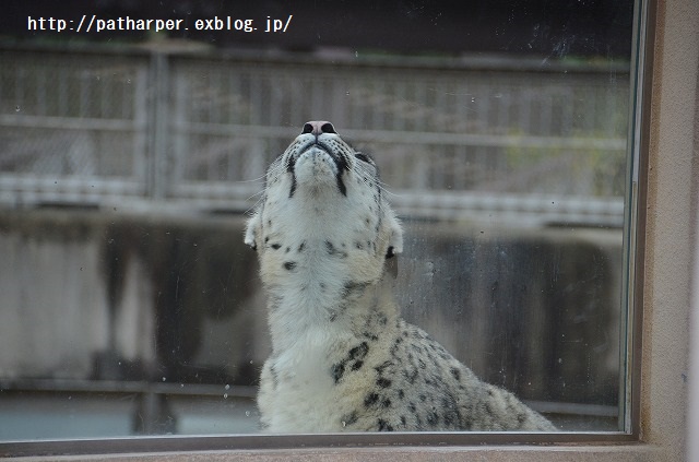 ２０１５年２月　王子動物園　サポーターズイベント　その２　機嫌が悪いティアン_a0052986_7293878.jpg