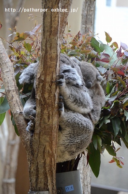 ２０１５年２月　王子動物園　サポーターズイベント　その２　機嫌が悪いティアン_a0052986_7364358.jpg