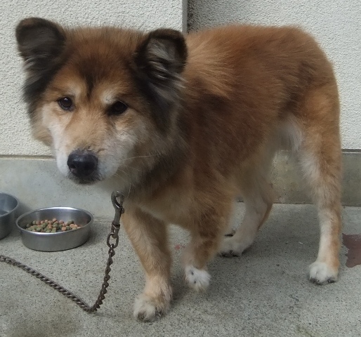 センター収容中のおばあちゃん犬 青空 お日さま 笑顔