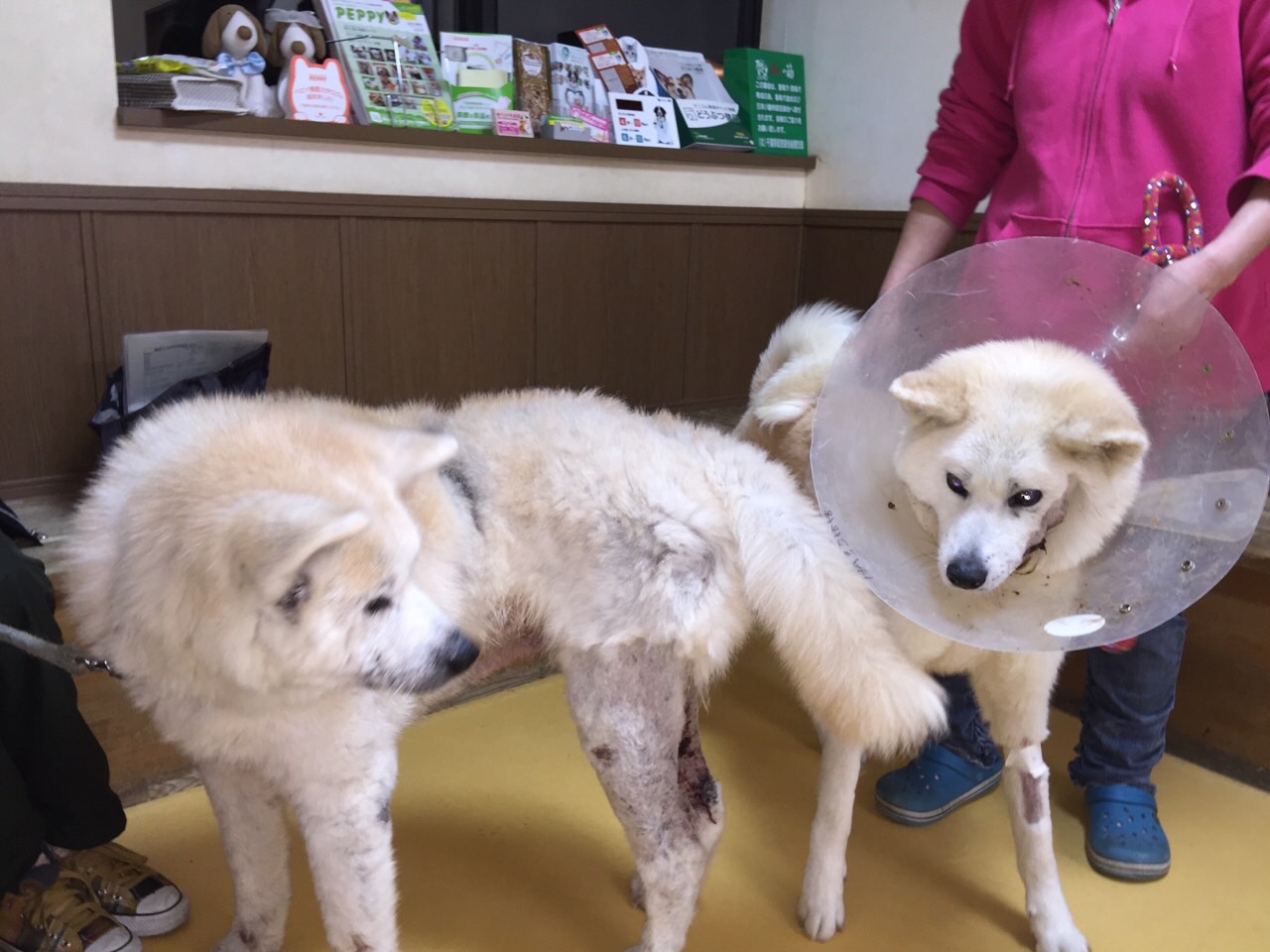あっきぃ3度目の手術(秋桐)_f0242002_202221.jpg