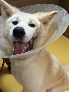あっきぃ3度目の手術(秋桐)_f0242002_2032930.jpg