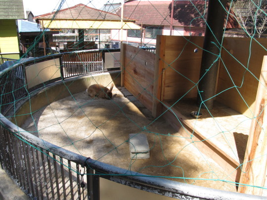 うさぎの運動場 サファリな連中