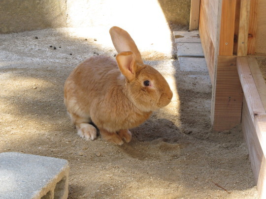 うさぎの運動場 サファリな連中