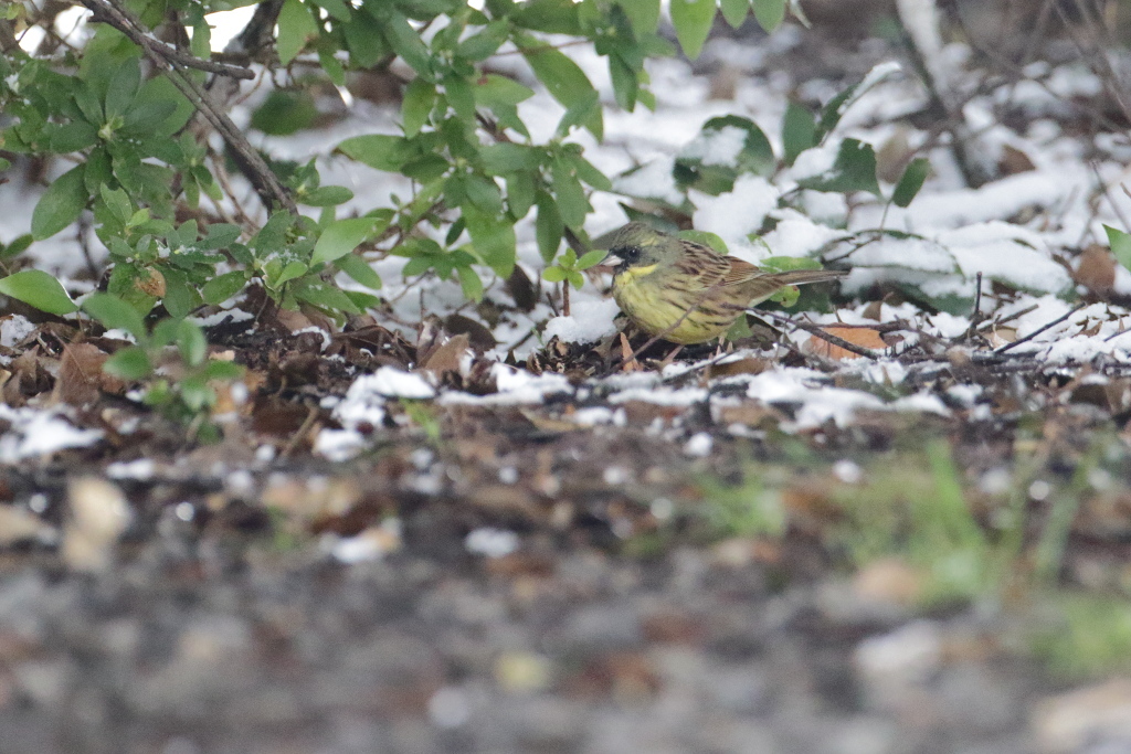 雪の日のミヤマホオジロ_f0349409_14251011.jpg