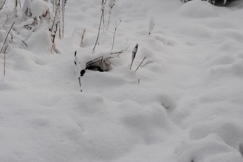 一足遅れて雪写真_f0128316_09461270.jpg