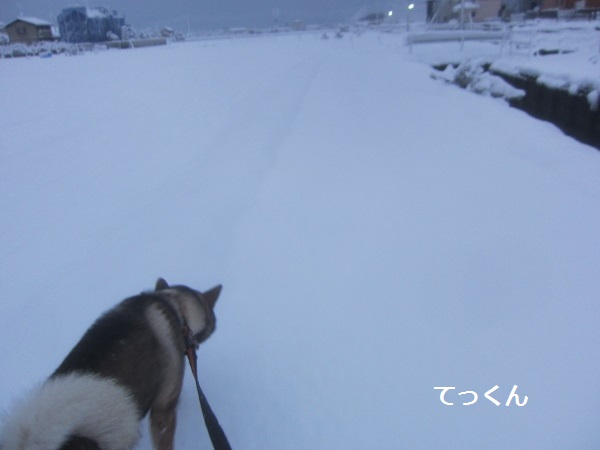 続・弥生の雪_f0143123_11162147.jpg