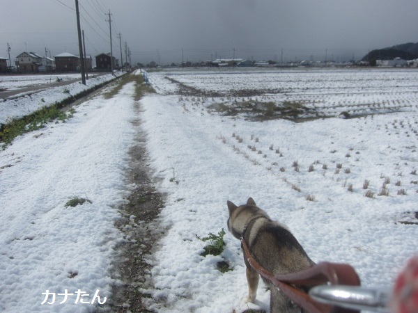 続・弥生の雪_f0143123_1119280.jpg