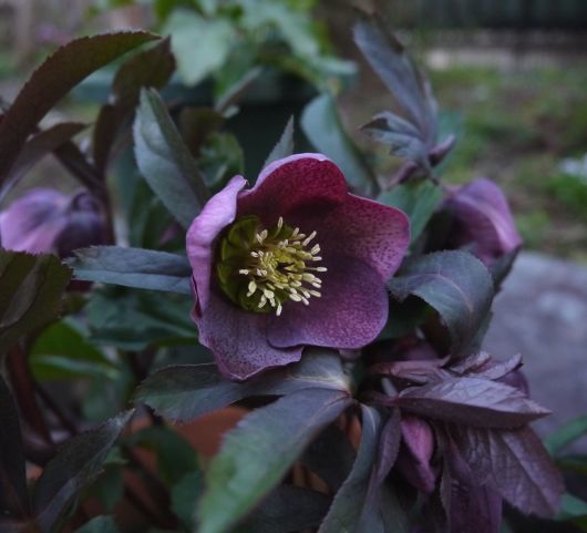 3月の我家の庭_a0228333_22093748.jpg