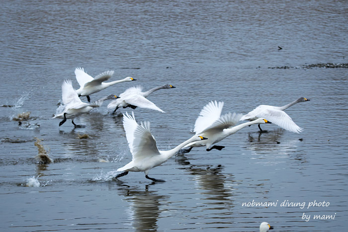 また白鳥 動きのある写真 サカナのおカオ