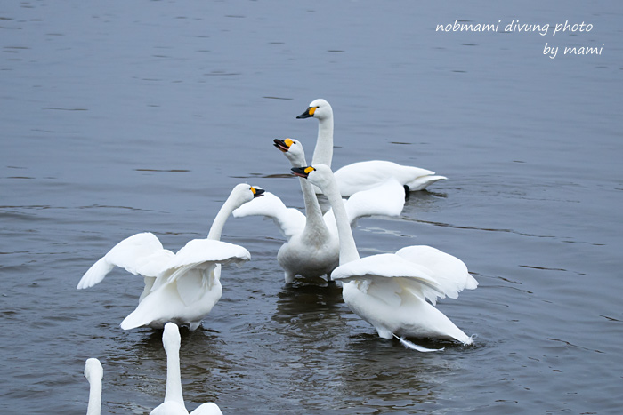 また白鳥 動きのある写真 サカナのおカオ