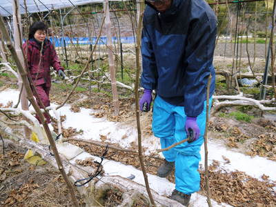 甘熟イチジク 匠の剪定作業2015 その1(新しい主幹を作る:前編)_a0254656_1919416.jpg