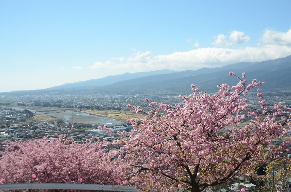 松田山の河津桜_e0020957_21223384.jpg